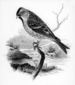 较小的Redpole，来自William Yarrell的“英国鸟类史”的插图，首次出版于1843年 作者 威廉·亚雷尔