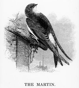 马丁，威廉·亚雷尔的“英国鸟类史”中的插图，首次出版于1843年