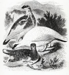 The Ptarmigan，来自William Yarrell的“英国鸟类史”的插图，首次出版于1843年 作者 威廉·亚雷尔