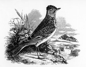 天空百灵，来自William Yarrell的“英国鸟类历史”的插图，首次出版于1843年