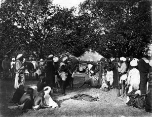 印度虎狩猎，1870年代