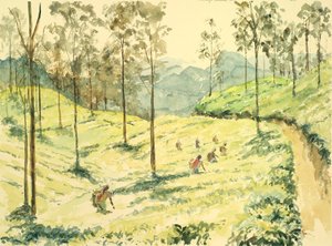 埃拉附近的728采茶机 作者 威尔逊·克莱夫（Wilson Clive）