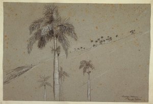 绘画，古巴皇家棕榈树，1885 年 作者 温斯洛·荷马
