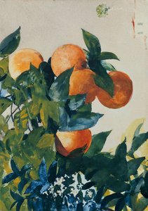 树枝上的橘子，1885年