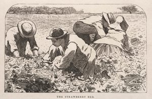 草莓床，1868年。 作者 温斯洛·荷马