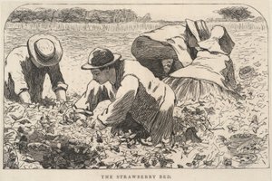 草莓床》，选自《我们的年轻人》，1868 年 7 月 作者 温斯洛·荷马