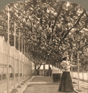 汉普顿宫是世界上最古老的葡萄树，种植于1768年的英格兰，1897年。