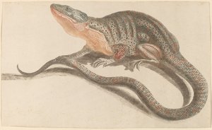 蜥蜴，1680年代至1690年代。