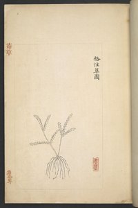 或 13347 B f.2r 《杜草（有毒的植物）》中的平面图（纸上水墨和色彩） 作者 吴启军