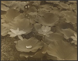 [莲花]。