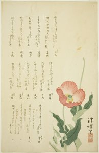 两朵罂粟花 作者 横山精机