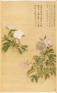 牡丹，1685年。