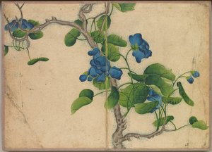 书桌相册：花鸟画（攀蓝花）