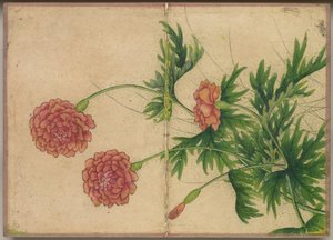 办公桌专辑：《花鸟牡丹画》，十八世纪。