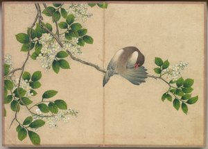 办公桌专辑：花鸟画，装饰鸟类，十八世纪。