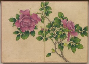 办公桌专辑：《花鸟画玫瑰》，十八世纪。