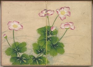 办公桌专辑：花鸟画锦葵花卉，十八世纪。