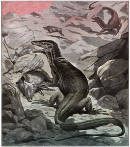 亚洲水监测器，约1925年 作者 . .