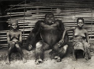 大猩猩（明胶银版画 作者 乔恩·埃伦森