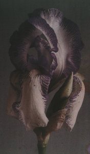 "德国鸢尾花(Iris germanica) 作者 弗雷德里克（致）巴纳德