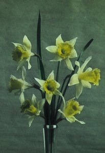 "水仙花"（水仙花--金穗 作者 弗雷德里克（致）巴纳德