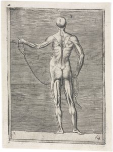 肌肉 男性肌肉组织的解剖学研究；男人拿着绳子，约1555年 作者 弗雷德里克（致）巴纳德