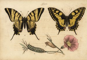 旧世界燕尾，Papillo machaon 1,2,3和稀缺燕尾，Iphiclides podalirius 4