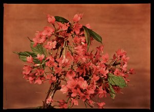 红花，约1940年 作者 弗雷德里克（致）巴纳德