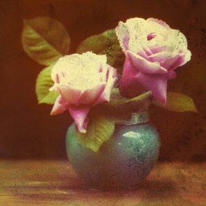 "玫瑰花" 作者 弗雷德里克（致）巴纳德