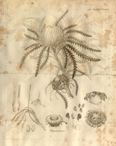 这是1811年出版的《伦敦林奈学会交易》第10卷的第3页。所描绘的植物是福里达干果 作者 各种