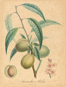 杏仁树--佩奇 作者 在 A. Poiteau 之后