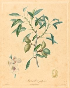 开心果杏仁 作者 在 A. Poiteau 之后