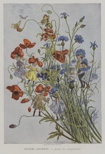 Fleurs Animees。 Bluets et Coquelicots。 （动画花：矢车菊和罂粟花）