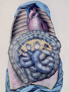 解剖大肠，来自Manuel dAnatomie描述性的军团Humain by Jules Cloquet（1790-1883），由G. de Frey刻，1825年 作者 在海恩斯林之后