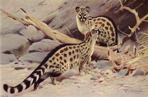 Dongola Genet 作者 威廉·库纳特之后