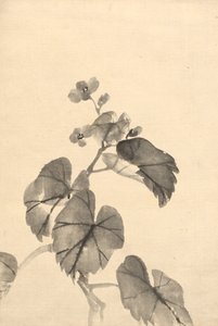 盛开的海棠花枝 作者 归功于 Kono Bairei