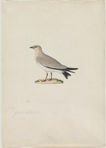 小黄雀（Glareola lactea） 作者 归功于 Paul Huet