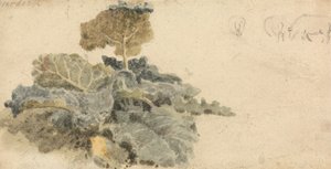 牛蒡研究