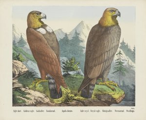 金鹰 / Goldadler / Goudarend / Aquila dorato / Royal eagle / Königsadler / Steenarend / Ossifrago（物名） 作者 无名氏