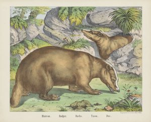 Blaireau./ Badger./ 达克斯/ 塔索。/达斯（物品上的标题）