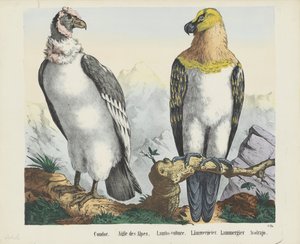 秃鹰 / 高山鹰 / 羊鹫 / Lämmergeier / Lammergier / Avolrajo（物名）