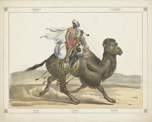 Dromedarus, / Arabisch post（物品上的标题） 作者 无名氏