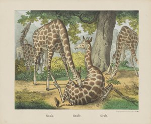 Girafa./ 长颈鹿。/ Girafe（物品上的标题） 作者 无名氏