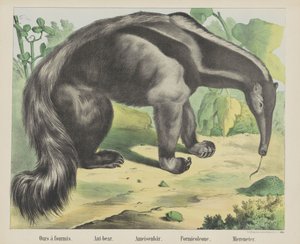 Ours à fourmis./ Ant-bear./ Ameisenbär./ Formicoleone./ Miereneter（物名）
