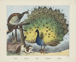 Paon./ Pavone./ Pfau./ 孔雀。/ Paauw（物名）