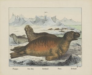 Phoque./ 海狗。/ Seehund./ Foca./ Zeehond（物名）