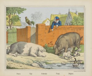 Porcs / Pigs / Schweine / Porgi./ 猪（物品上的标题）