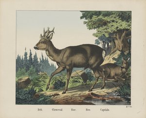 Reh. / Deer./Roe./Ree./Capriulo（物品上的标题） 作者 无名氏