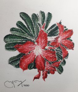 沙漠之花 作者 miguelmendez_art.ve