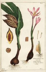 Autumn crocus, meadow saffron or naked ladies, Colchicum autumnale, Linn